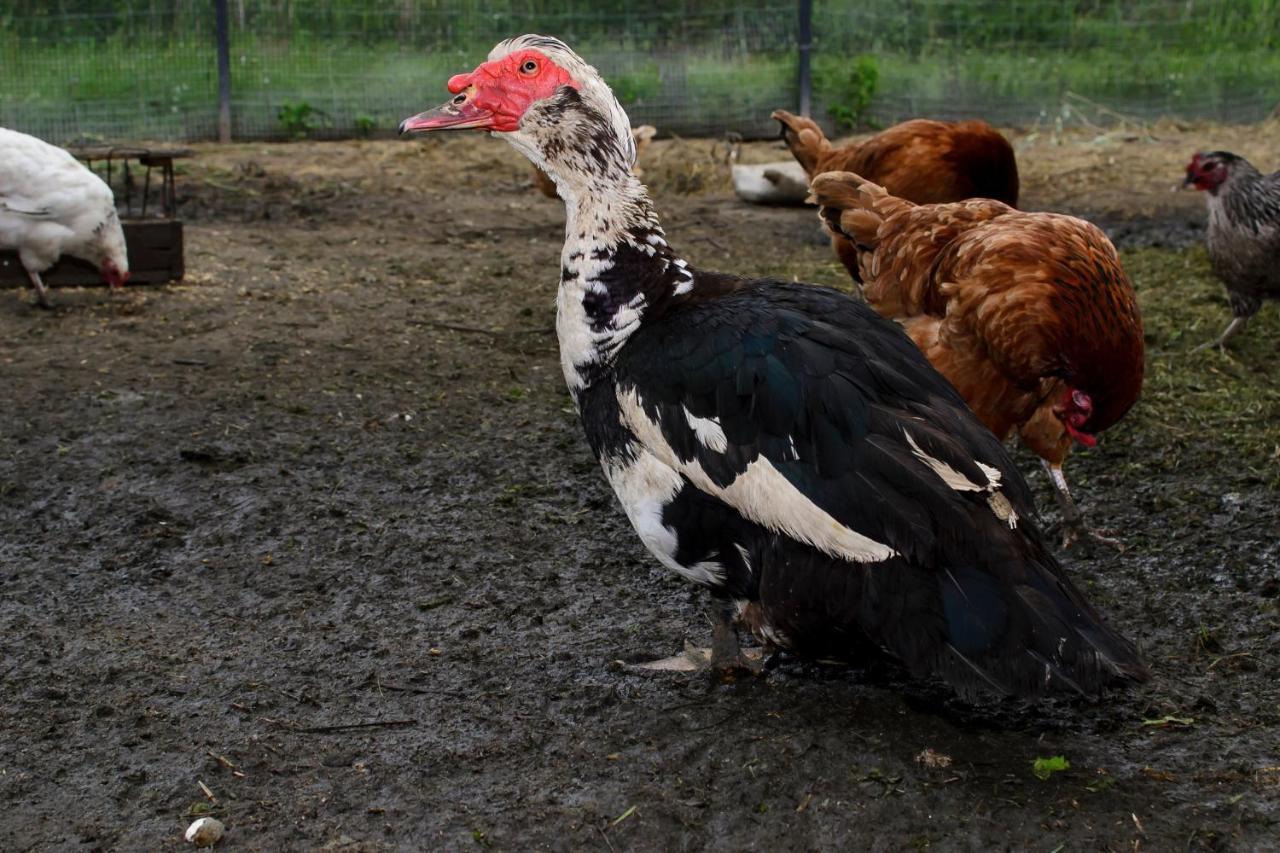 Zakatek Szczescia Eko Agroturystyka Kiwity Εξωτερικό φωτογραφία